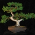Zrób to sam jałowcowe bonsai